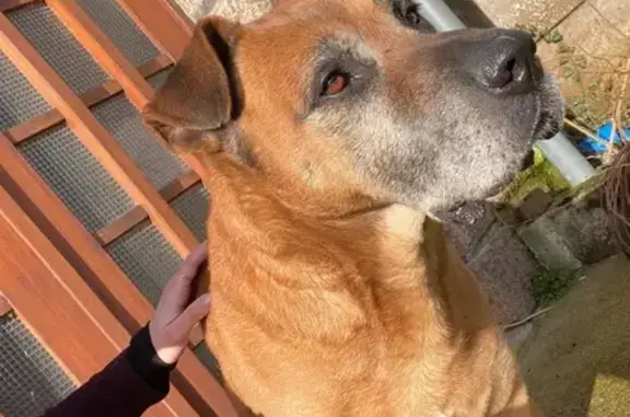 Chien trouvé , photo: Chien mâle trouvé à Châtelaudren