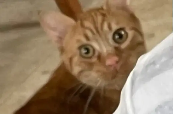 Animaux perdus , photo: Chat roux 8 mois disparu à Margaux-Cantenac