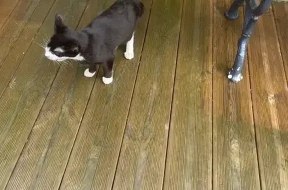 Animaux trouvés Plougasnou, photo: Chat noir et blanc trouvé à Plougasnou
