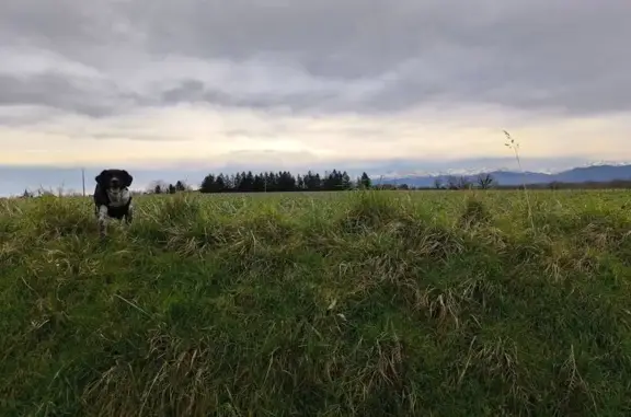 Chien trouvé , photo: Chien errant avec harnais à Gardères