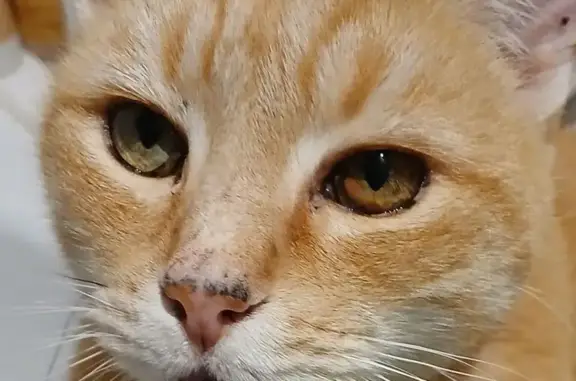 Chat perdu, Villenauxe-la-Grande, photo: Chat roux disparu à Villenauxe-la-Grande