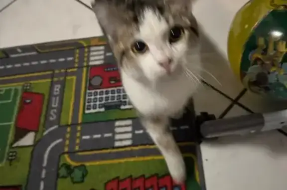 Chat trouvé à Fresnes-sur-Escaut - photo