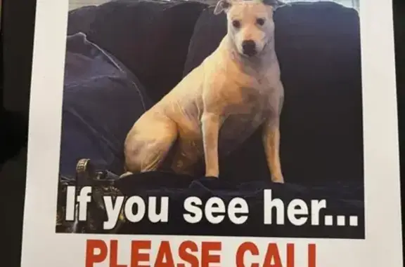 Lost Pit Mix: Sensitive & Collarless