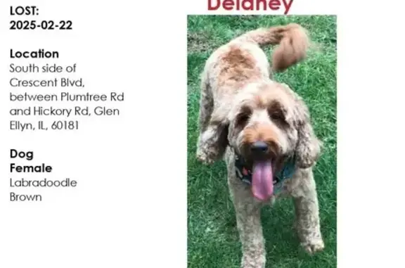 Lost Skittish Labradoodle in G...