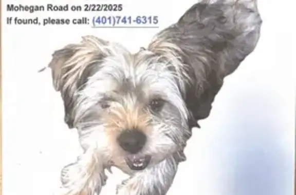 Lost: Yorkshire Terrier 'Rocky...