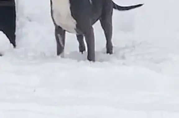 Lost Gray/White Pit Bull in Hu...