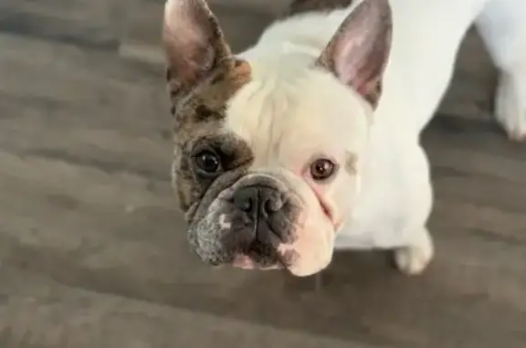 Lost French Bulldog 'Nuggz' in...