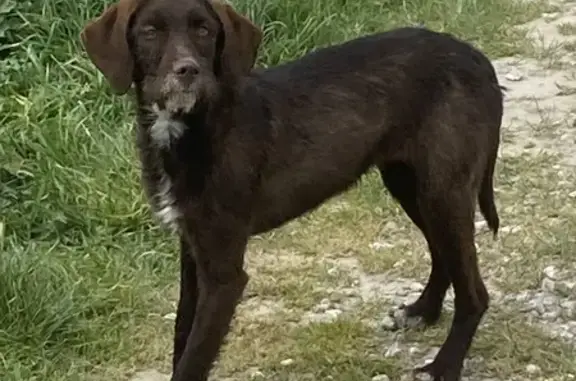 Chien errant trouvé près de Kedge Luminy - photo