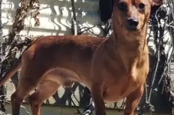 Lost: Brown Wiener Dog on Taho...