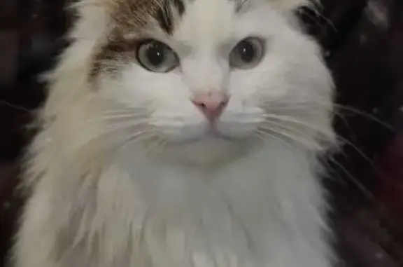 Chat trouvé , photo: Chat(te) blanche trouvée à Saint-Martin