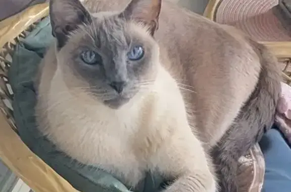 Lost Siamese Cat: Blue Eyes, W...