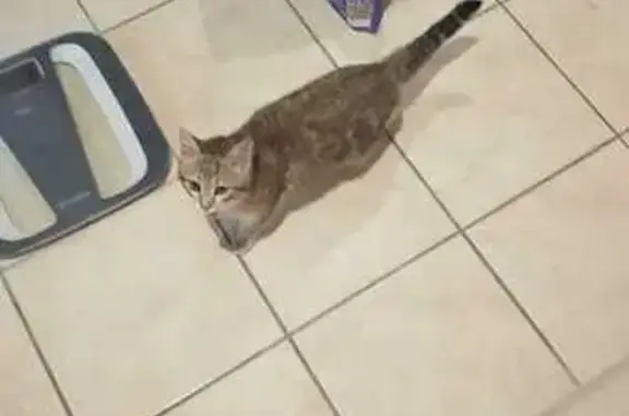 Chaton tigré perdu à Gignac - photo