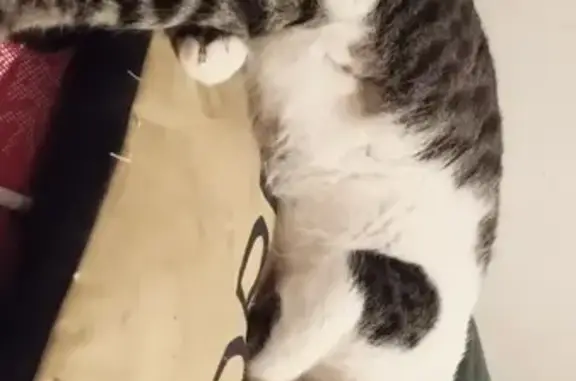 ¡Ayúdanos a encontrar a Perry, gatito perdido!