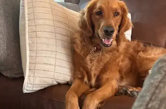 Help Find Ava: Missing Golden Retriever