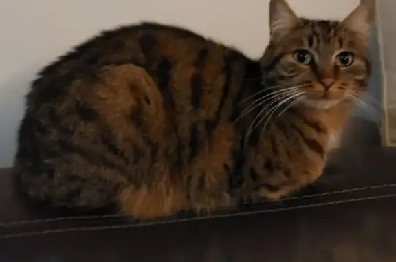 Animaux perdus Montlignon, photo: Chat perdu à Montlignon, répond à Tiki