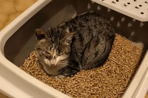 Chatte tigrée blessée trouvée à Toulon - photo