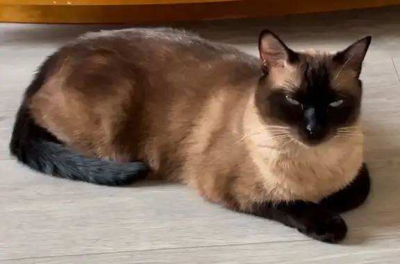 ¡Gato siamés perdido en Orriols, Valencia!