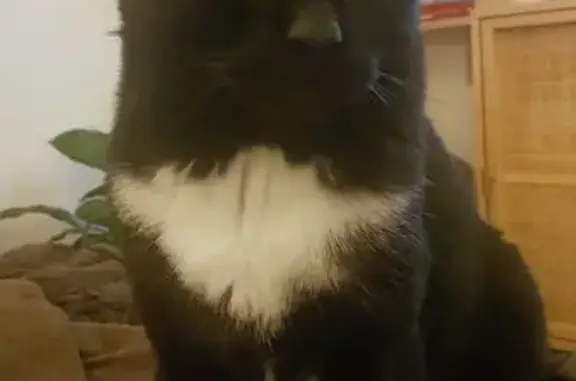 Animaux perdus , photo: Chat perdu : mâle noir, chaussettes blanches