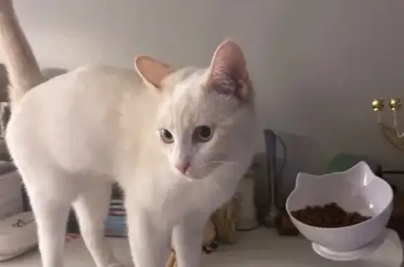 Chat perdu, Nouvelle-Aquitaine, photo: Chatte blanche perdue à Bayonne