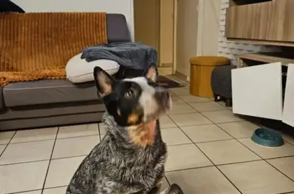 Chienne bouvier australien perdue à Troisvilles - photo