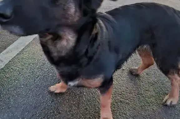 Chienne noire/marron trouvée à Haverskerque - photo