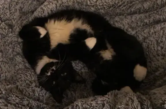 Chat perdu, Romillé, photo: Chat noir avec chaussettes blanches perdu