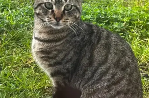 Animaux trouvés Léognan, photo: Chat sociable trouvé à Léognan