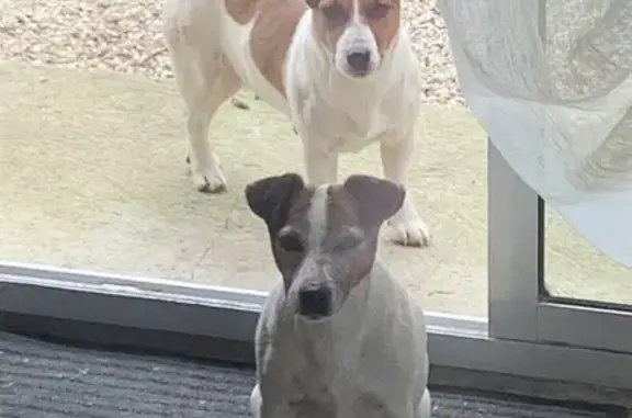 Chien perdu , photo : Jack Russel perdu à La Sauzière-Saint-Jean