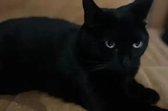 Chat perdu, Colombes, photo: Chatte noire disparue à Colombes