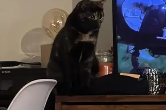 Animaux perdus Aix-les-Bains, photo: Chatte écaille disparue à Aix-les-Bains