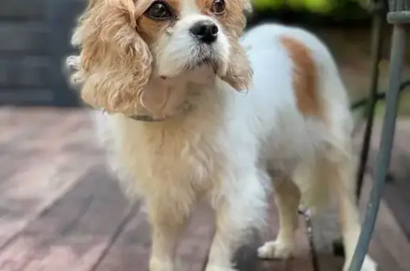 Help Find Poppy: Missing Cavalier in GA