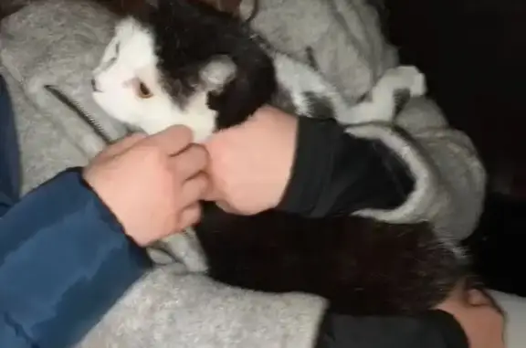 Animaux trouvés , photo: Chatte noir et blanc trouvée près d'un accident