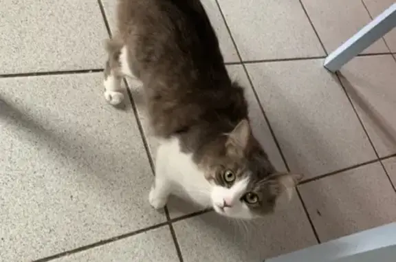 Chatte grise et blanche disparue au Molay - photo