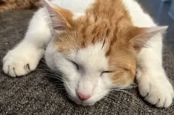 Animaux perdus , photo: Chat perdu : mâle blanc et roux, St-Cyr
