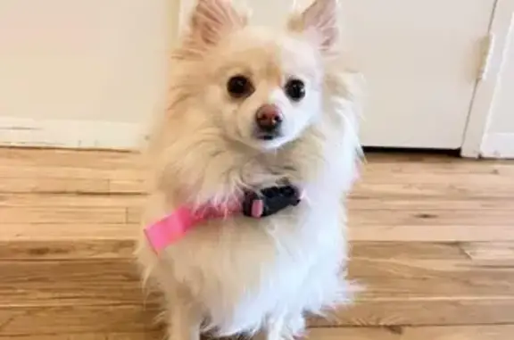 Lost White Pomeranian 'Sky' in Bronx