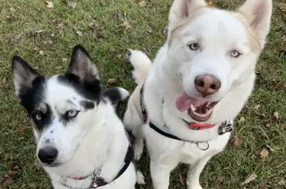 Lost Huskies Alert: Denim Drive, Richlands