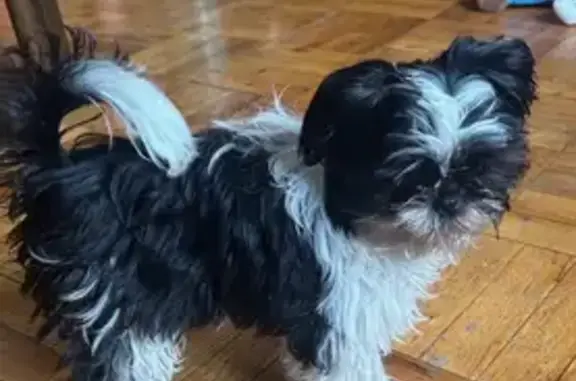 Missing Black & White Female Dog - Elmhurst