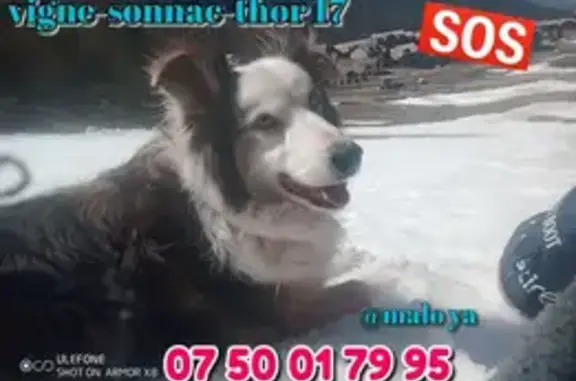 Chien tricolore disparu à Sonnac - photo