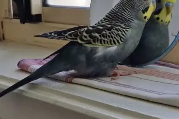 Lost Budgie: Grey/Violet, Yellow Head