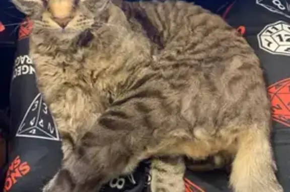 Lost Tan Tabby Devon Rex in Boulder