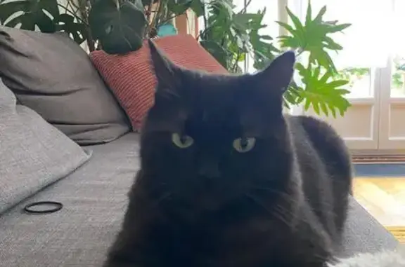 Animaux perdus Pontarlier, photo: Chat noir tigré perdu à Pontarlier