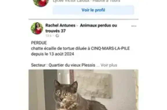 Chat perdu, pucé, stérilisé à Cinq-Mars - photo
