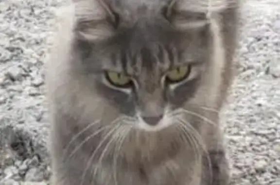 Chatte perdue à Châteauneuf-Grasse - photo