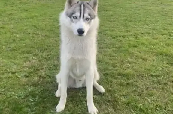 Chien perdu , photo : Husky perdu à Naujac-sur-Mer