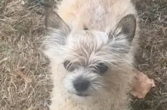 Chien Simba perdu à Soyaux, contactez-moi - photo