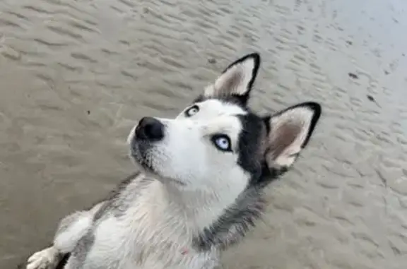 Animaux perdus , photo: Husky Naia perdu, La Hague, Normandie