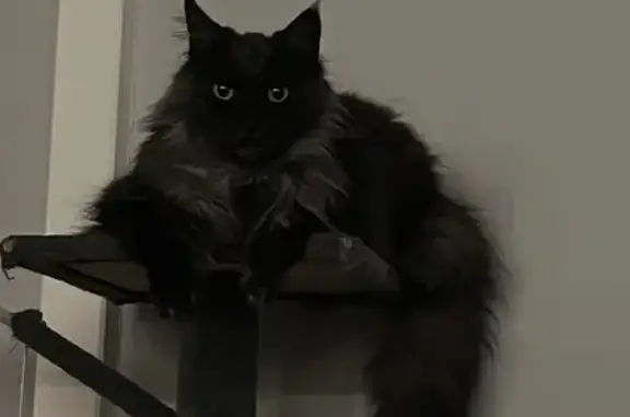 Chat perdu, Amiens, photo: Maine Coon smoke disparu à Amiens