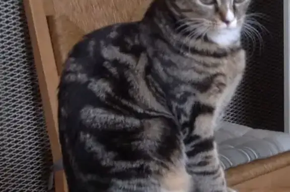 Animaux perdus , photo: Chat perdu, Rue du Huit Mai, Anglure