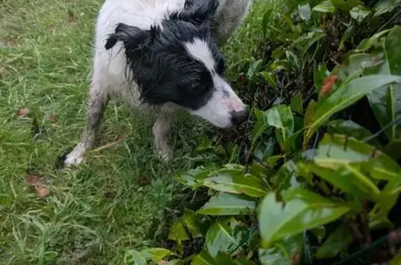 Chien croisé border collie trouvé Écuillé - photo