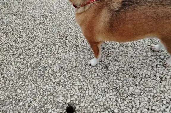 Chien Rubby 4 ans trouvé à St-Vérand - photo